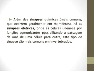Além das sinapses químicas (mais comuns,
que ocorrem geralmente em mamíferos), há as
sinapses elétricas, onde as células unem-se por
junções comunicantes possibilitando a passagem
de íons de uma célula para outra, este tipo de
sinapse são mais comuns em invertebrados.
 