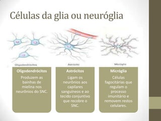 Células da glia ou neuróglia
Oligodendrócitos
Produzem as
bainhas de
mielina nos
neurônios do SNC.
Astrócitos
Ligam os
neurônios aos
capilares
sanguíneos e ao
tecido conjuntivo
que recobre o
SNC.
Micróglia
Células
fagocitárias que
regulam o
processo
imunitário e
removem restos
celulares.
 