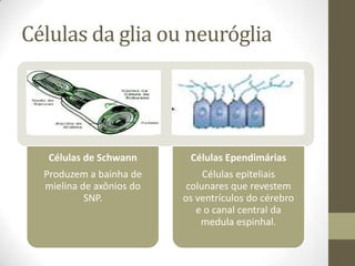 Células da glia ou neuróglia
Células de Schwann
Produzem a bainha de
mielina de axônios do
SNP.
Células Ependimárias
Células epiteliais
colunares que revestem
os ventrículos do cérebro
e o canal central da
medula espinhal.
 