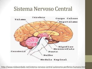 Sistema Nervoso Central
http://www.reidaverdade.net/sistema-nervoso-central-autonomo-periferico-humano.html
 