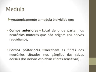 Medula
Anatomicamente a medula é dividida em:
• Cornos anteriores Local de onde partem os
neurônios motores que dão origem aos nervos
raquidianos;
• Cornos posteriores Recebem as fibras dos
neurônios situados nos gânglios das raízes
dorsais dos nervos espinhais (fibras sensitivas).
 
