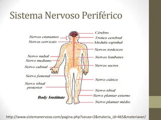 Sistema Nervoso Periférico
http://www.sistemanervoso.com/pagina.php?secao=2&materia_id=465&materiaver/
 