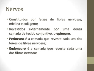 Nervos
• Constituídos por feixes de fibras nervosas,
mielina e colágeno;
• Revestidos externamente por uma densa
camada de tecido conjuntivo, o epineuro.
• Perineuro é a camada que reveste cada um dos
feixes de fibras nervosas;
• Endoneuro é a camada que reveste cada uma
das fibras nervosas
 