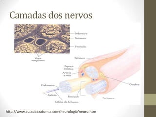 Camadas dos nervos
http://www.auladeanatomia.com/neurologia/neuro.htm
 