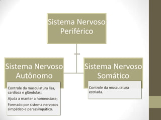 Sistema Nervoso
Periférico
Sistema Nervoso
Autônomo
Controle da musculatura lisa,
cardíaca e glândulas;
Ajuda a manter a homeostase;
Formado por sistema nervosos
simpático e parassimpático.
Sistema Nervoso
Somático
Controle da musculatura
estriada.
 