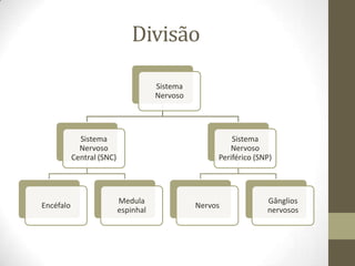 Divisão
Sistema
Nervoso
Sistema
Nervoso
Central (SNC)
Encéfalo
Medula
espinhal
Sistema
Nervoso
Periférico (SNP)
Nervos
Gânglios
nervosos
 