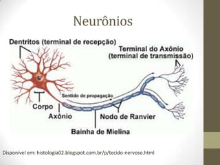 Neurônios
Disponível em: histologia02.blogspot.com.br/p/tecido-nervoso.html
 