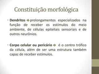 Constituição morfológica
• Dendritos prolongamentos especializados na
função de receber os estímulos do meio
ambiente, de células epiteliais sensoriais e de
outros neurônios.
• Corpo celular ou pericário é o centro trófico
da célula, além de ser uma estrutura também
capaz de receber estímulos.
 