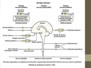 Tecido nervoso   histologia