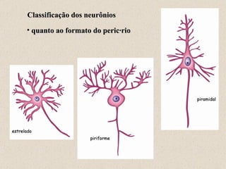 Classificação dos neurônios quanto ao formato do pericário estrelado piriforme piramidal 