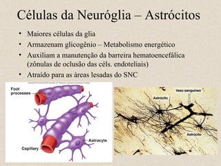 Células da Neuróglia – Astrócitos Maiores células da glia Armazenam glicogênio – Metabolismo energético Auxiliam a manutenção da barreira hematoencefálica (zônulas de oclusão das céls. endoteliais) Atraído para as áreas lesadas do SNC 
