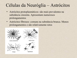 Células da Neuróglia – Astrócitos Astrócitos protoplasmáticos: são mais prevalentes na substância cinzenta. Apresentam numerosos prolongamentos Astrócitos fibrosos: comuns na substância branca. Menos prolongamentos e são relativamente retos 