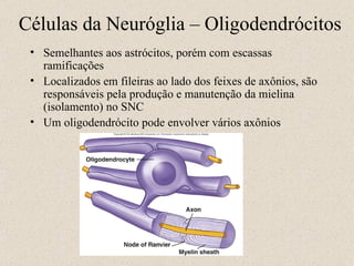 Semelhantes aos astrócitos, porém com escassas ramificações Localizados em fileiras ao lado dos feixes de axônios, são responsáveis pela produção e manutenção da mielina (isolamento) no SNC Um oligodendrócito pode envolver vários axônios Células da Neuróglia – Oligodendrócitos 