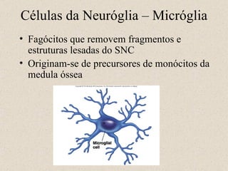 Fagócitos que removem fragmentos e estruturas lesadas do SNC Originam-se de precursores de monócitos da medula óssea Células da Neuróglia – Micróglia 