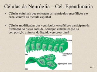 Células epiteliais que revestem os ventrículos encefálicos e o canal central da medula espinhal Células modificadas dos ventrículos encefálicos participam da formação do plexo coróide: secreção e manutenção da composição química do líquido cerebroespinal Células da Neuróglia – Cél. Ependimária 11- 
