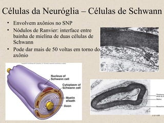 Envolvem axônios no SNP Nódulos de Ranvier: interface entre bainha de mielina de duas células de Schwann Pode dar mais de 50 voltas em torno do axônio Células da Neuróglia – Células de Schwann 11- 