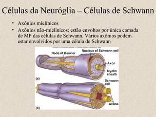 Axônios mielínicos Axônios não-mielínicos: estão envoltos por única camada de MP das células de Schwann. Vários axônios podem estar envolvidos por uma célula de Schwann Células da Neuróglia – Células de Schwann 