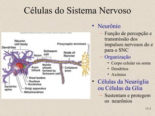 11- Neurônio Função de percepção e transmissão dos impulsos nervosos do e para o SNC Organização Corpo celular ou soma Dendritos Axônios Células da Neuróglia ou Células da Glia Sustentam e protegem os  neurônios Células do Sistema Nervoso 