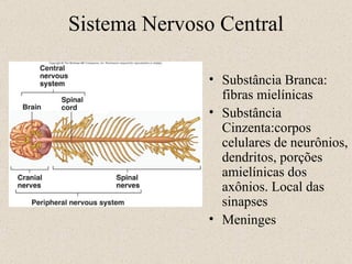 Sistema Nervoso Central Substância Branca: fibras mielínicas Substância Cinzenta:corpos celulares de neurônios, dendritos, porções amielínicas dos axônios. Local das sinapses Meninges 