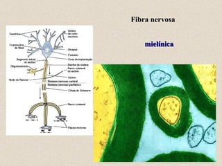 Fibra nervosa mielínica 