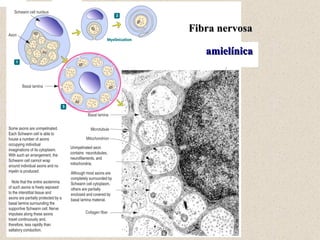 Fibra nervosa amielínica 