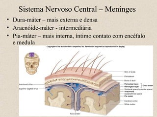 Sistema Nervoso Central – Meninges Dura-máter – mais externa e densa Aracnóide-máter - intermediária Pia-máter – mais interna, íntimo contato com encéfalo e medula  11- 