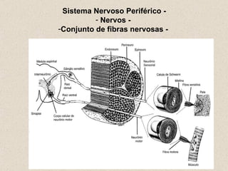 Sistema Nervoso Periférico - Nervos -  Conjunto de fibras nervosas -  