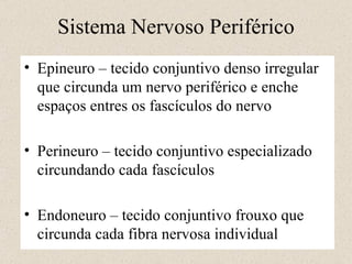 Sistema Nervoso Periférico Epineuro – tecido conjuntivo denso irregular que circunda um nervo periférico e enche espaços entres os fascículos do nervo Perineuro – tecido conjuntivo especializado circundando cada fascículos Endoneuro – tecido conjuntivo frouxo que circunda cada fibra nervosa individual 