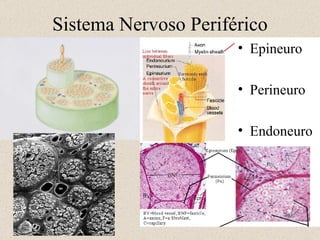 Sistema Nervoso Periférico Epineuro Perineuro Endoneuro 11- 