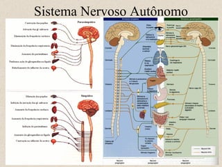 Sistema Nervoso Autônomo 11- 