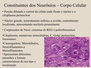Constituintes dos Neurônios – Corpo Celular 11- Porção dilatada e central da célula onde ficam o núcleo e o citoplasma perinuclear Núcleo grande, normalmente esférico a ovóide, centralmente localizado, apresentando nucléolo proeminente Corpúsculos de Nissl: cisternas de REG e polirribossomos Citoplasma: numerosas mitocôndrias, C. Golgi perinuclear, lisossomos. Citoesqueleto: Microtúbulos, Neurofilamentos e Microfilamentos Apresentam diferentes tamanhos e formas características de seu tipo e localização 