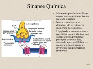 Sinapse Química Membrana pré-sináptica libera um ou mais neurotransmissores na fenda sináptica Neurotransmissores se difundem até receptores da membrana pós-sináptica Ligação do neurotransmissor a receptores inicia a abertura dos canais iônicos, permitindo passagem de certos íons, alterando a permeabilidade da membrana pós sináptica e invertendo seu potencial de membrana 11- 