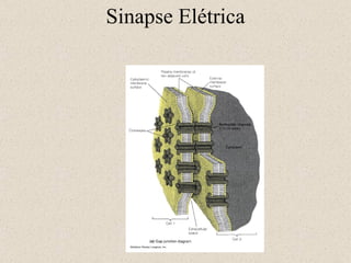 Sinapse El étrica 