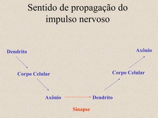 Sentido de propagação do impulso nervoso Dendrito Corpo Celular Corpo Celular Sinapse Axônio Axônio Dendrito 