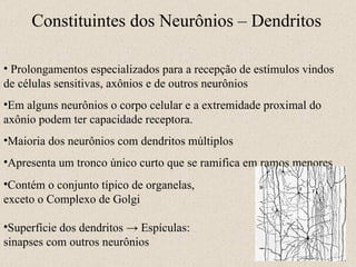 11- Constituintes dos Neurônios – Dendritos Prolongamentos especializados para a recepção de estímulos vindos de células sensitivas, axônios e de outros neurônios Em alguns neurônios o corpo celular e a extremidade proximal do axônio podem ter capacidade receptora. Maioria dos neurônios com dendritos múltiplos Apresenta um tronco único curto que se ramifica em ramos menores Contém o conjunto típico de organelas, exceto o Complexo de Golgi Superfície dos dendritos  -> Espículas: sinapses com outros neurônios 