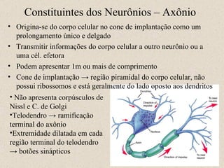 Origina-se do corpo celular no cone de implantação como um prolongamento único e delgado Transmitir informações do corpo celular a outro neurônio ou a uma cél. efetora Podem apresentar 1m ou mais de comprimento Cone de implantação -> região piramidal do corpo celular, não possui ribossomos e está geralmente do lado oposto aos dendritos Constituintes dos Neurônios – Axônio Não apresenta corpúsculos de Nissl e C. de Golgi Telodendro -> ramificação terminal do axônio Extremidade dilatada em cada região terminal do telodendro -> botões sinápticos  