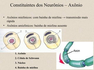 Axônios mielínicos: com bainha de mielina -> transmissão mais rápida Axônios amielínicos: bainha de mielina ausente Constituintes dos Neurônios – Axônio 11- 1. Axônio 2. Célula de Schwann 3. Núcleo  4. Bainha de mielina 