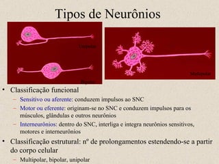 Tipos de Neurônios Classificação funcional Sensitivo ou aferente:  conduzem impulsos ao SNC Motor ou eferente : originam-se no SNC e conduzem impulsos para os músculos, glândulas e outros neurônios Interneurônios : dentro do SNC, interliga e integra neurônios sensitivos, motores e interneurônios Classificação estrutural: nº de prolongamentos estendendo-se a partir do corpo celular Multipolar, bipolar, unipolar Unipolar Bipolar Multipolar 