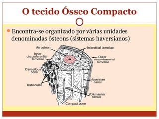 O tecido Ósseo Compacto
Encontra-se organizado por várias unidades
denominadas ósteons (sistemas haversianos)
 