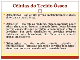 Células do Tecido Ósseo
Osteoblastos – são células jovens, metabolicamente ativas,
sintetizam a matriz óssea.
Osteócitos – são células maduras, metabolicamente pouco
ativas, situadas em lacunas na matriz óssea. Dessas lacunas
partem canalículos que permitem a comunicação entre os
osteócitos. Por esses canalículos os osteócitos recebem
nutrientes, íons, hormônios, etc. Cada lacuna contém
apenas um osteócito.
Osteoclastos – são células móveis, gigantes e
multinucleadas (formadas pela união de vários monócitos),
atuam nos processos de reabsorção da matriz óssea.
 