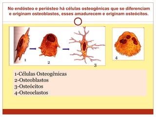 No endósteo e periósteo há células osteogênicas que se diferenciam
e originam osteoblastos, esses amadurecem e originam osteócitos.
1-Células Osteogênicas
2-Osteoblastos
3-Osteócitos
4-Osteoclastos
1
2
3
4
 