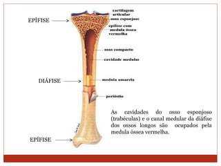 EPÍFISE
DIÁFISE
EPÍFISE
As cavidades do osso esponjoso
(trabéculas) e o canal medular da diáfise
dos ossos longos são ocupados pela
medula óssea vermelha.
 