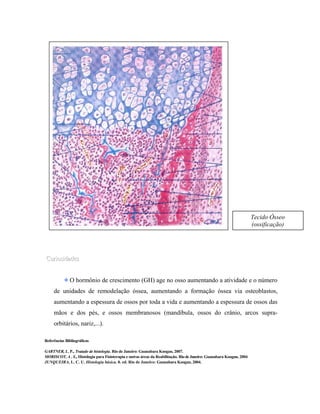 Tecido Ósseo
(ossificação)
endocondral)

Curiosidades
Curiosidades
O hormônio de crescimento (GH) age no osso aumentando a atividade e o número
de unidades de remodelação óssea, aumentando a formação óssea via osteoblastos,
aumentando a espessura de ossos por toda a vida e aumentando a espessura de ossos das
mãos e dos pés, e ossos membranosos (mandíbula, ossos do crânio, arcos supraorbitários, nariz,...).
Referências Bibliográficas
GARTNER, L. P., Tratado de histologia. Rio de Janeiro: Guanabara Koogan, 2007.
MORISCOT, A . S., Histologia para Fisioterapia e outras áreas da Reabilitação. Rio de Janeiro: Guanabara Koogan, 2004
JUNQUEIRA, L. C. U. Histologia básica. 8. ed. Rio de Janeiro: Guanabara Koogan, 2004.

 