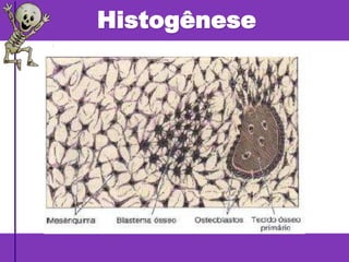 Histogênese
 
