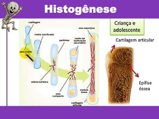 Histogênese
 