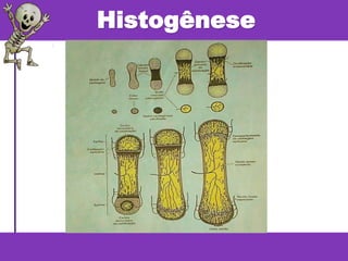 Histogênese
 