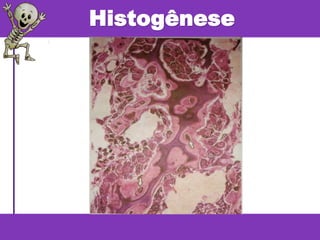 Histogênese
 