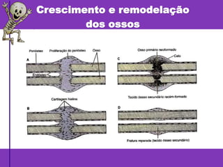 Crescimento e remodelação
dos ossos
 