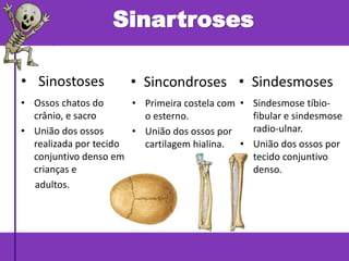 Sinartroses
• Ossos chatos do
crânio, e sacro
• União dos ossos
realizada por tecido
conjuntivo denso em
crianças e
adultos.
• Sincondroses
• Primeira costela com
o esterno.
• União dos ossos por
cartilagem hialina.
• Sindesmoses
• Sindesmose tíbio-
fibular e sindesmose
radio-ulnar.
• União dos ossos por
tecido conjuntivo
denso.
• Sinostoses
 