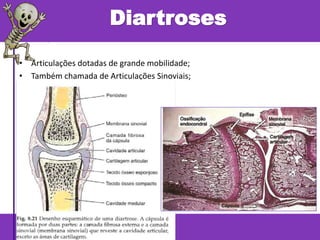 • Articulações dotadas de grande mobilidade;
• Também chamada de Articulações Sinoviais;
Diartroses
 